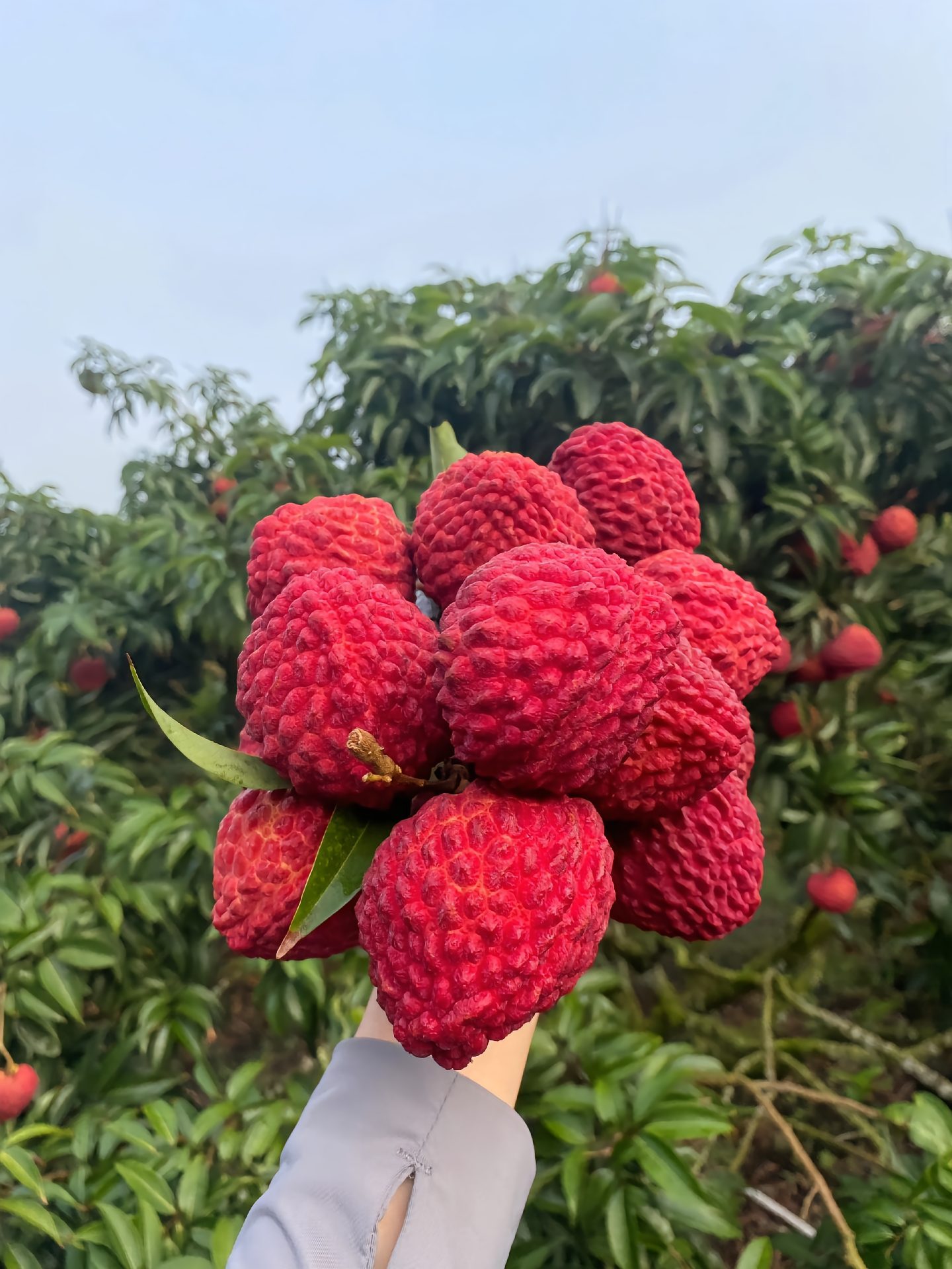 50 % de réduction🎁 Graines de Litchi Géant Sans Noyau ✨