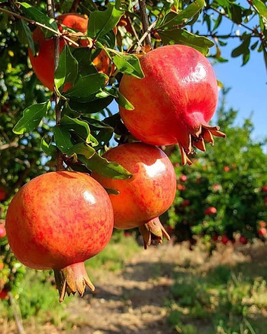 🔴La grenade — Un fruit vieux de 5 000 ans rempli de rubis