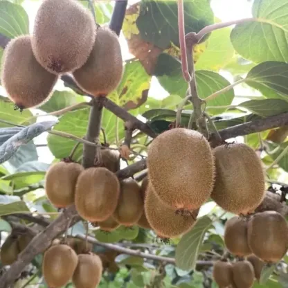 🥝 Semená kivi – odolná zelená chlpatá odnož kivi na pestovanie v domácej záhrade 🌿✨