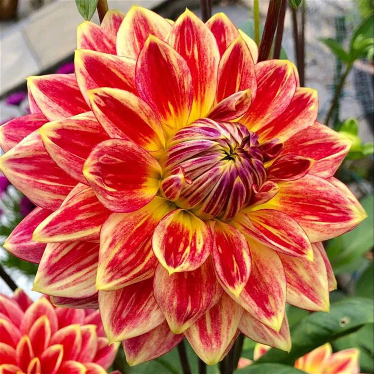 Rare Double Dahlias – Bold Blooms Ordinary Gardens Never Have