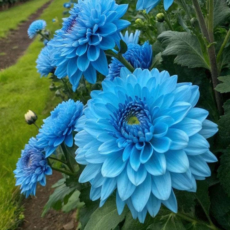 Rare Double Dahlias – Bold Blooms Ordinary Gardens Never Have