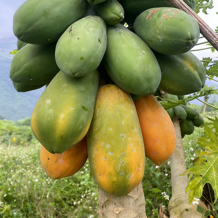 🥭 Krémes papaya magok🔥