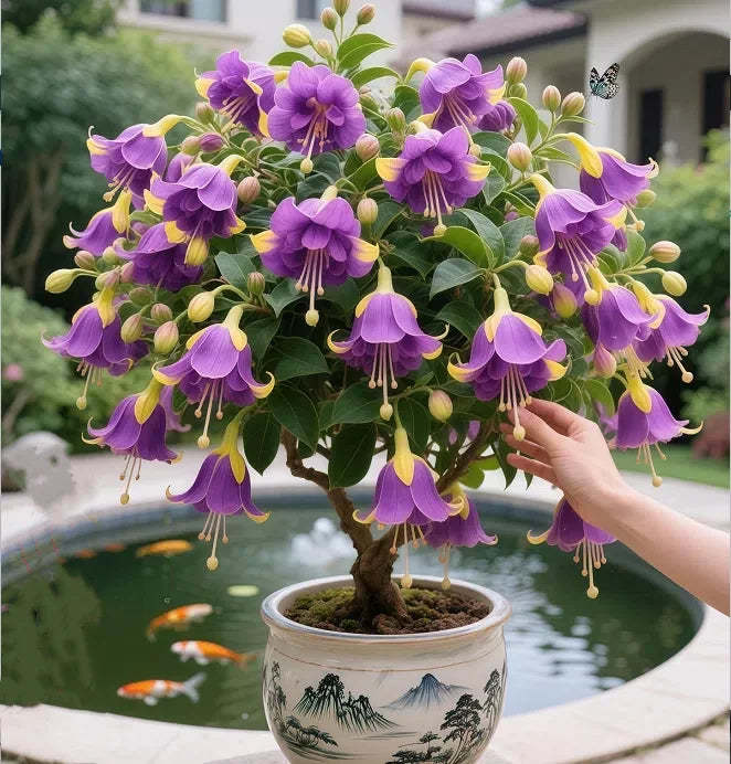 🔥Semena na odolné trvalé květiny🌺Plačící fuchsie - snový visutý květinový vodopád