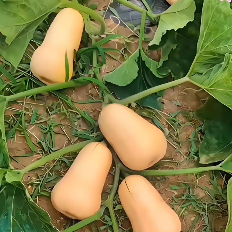 🌱🎃 Тиквени семена „Сладка сметана“ – лесни за отглеждане и изключително вкусни!