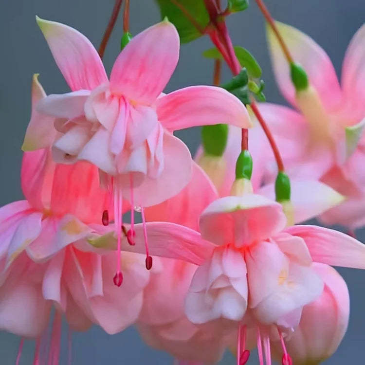 🔥Semena na odolné trvalé květiny🌺Plačící fuchsie - snový visutý květinový vodopád