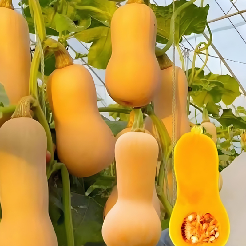 🌱🎃 Тиквени семена „Сладка сметана“ – лесни за отглеждане и изключително вкусни!