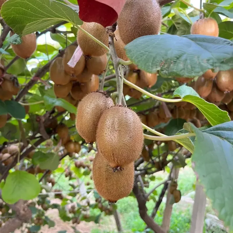 🥝 Semená kivi – odolná zelená chlpatá odnož kivi na pestovanie v domácej záhrade 🌿✨