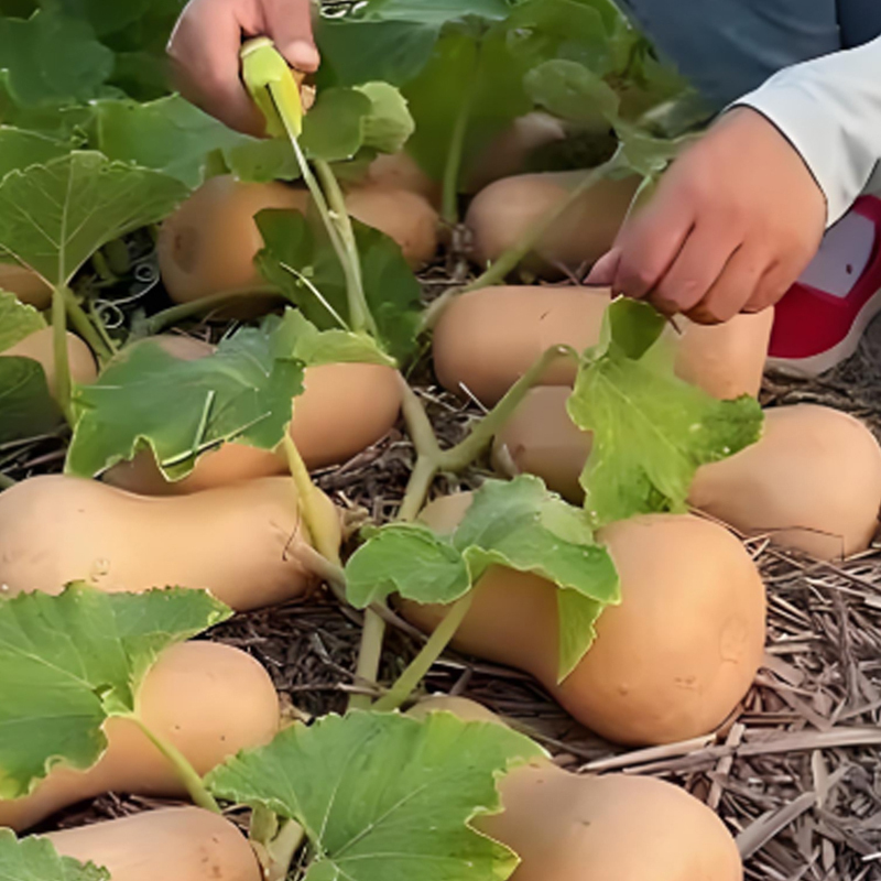 🌱🎃 Тиквени семена „Сладка сметана“ – лесни за отглеждане и изключително вкусни!
