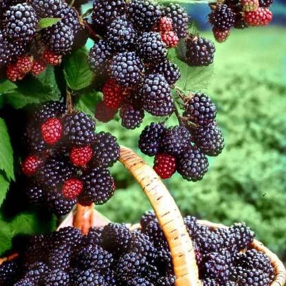 Obrovská čučoriedka: Velikost pingpongového míčku, ⭐Smíšená chuť jahod a třešní