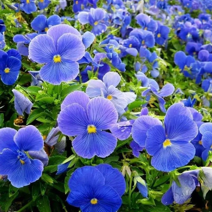 🔥🌱Zimní akce – 50 % sleva pouze na omezenou dobu🌸Krásná Sirôtka (Viola tricolor) – mrazuvzdorná květinová semena