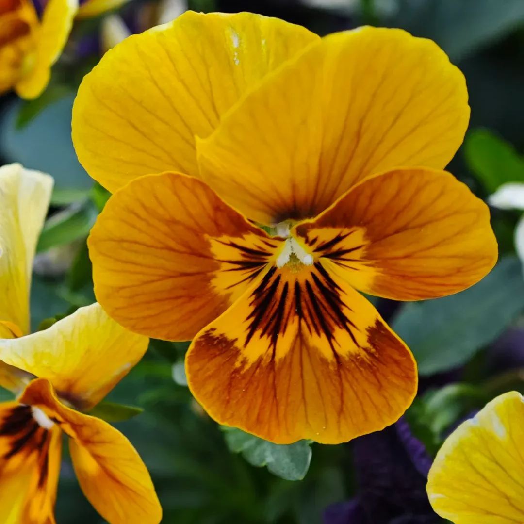 🔥🌱Zimní akce – 50 % sleva pouze na omezenou dobu🌸Krásná Sirôtka (Viola tricolor) – mrazuvzdorná květinová semena