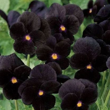 🔥🌱Zimní akce – 50 % sleva pouze na omezenou dobu🌸Krásná Sirôtka (Viola tricolor) – mrazuvzdorná květinová semena