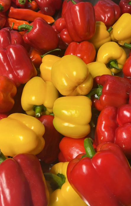 🌶️Semena velké sladké papriky F1 –100% klíčivost, vysoký úrodek, neGMO🌶️