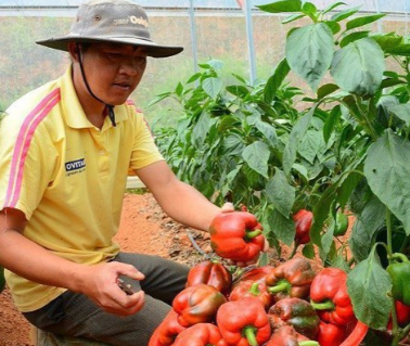 🌶️Semena velké sladké papriky F1 –100% klíčivost, vysoký úrodek, neGMO🌶️