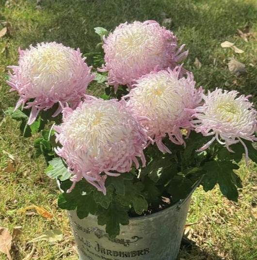 🌸 Obrovské plnokvěté chryzantémy — Vytvořte si královskou zahradu 🌸