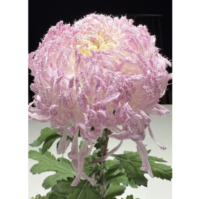 🌸 Obrovské plnokvěté chryzantémy — Vytvořte si královskou zahradu 🌸