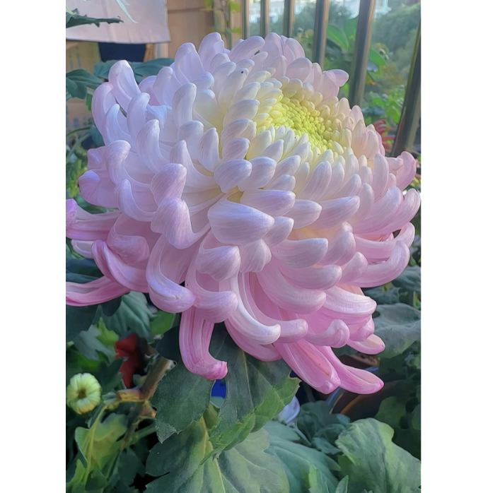 🌸 Obrovské plnokvěté chryzantémy — Vytvořte si královskou zahradu 🌸