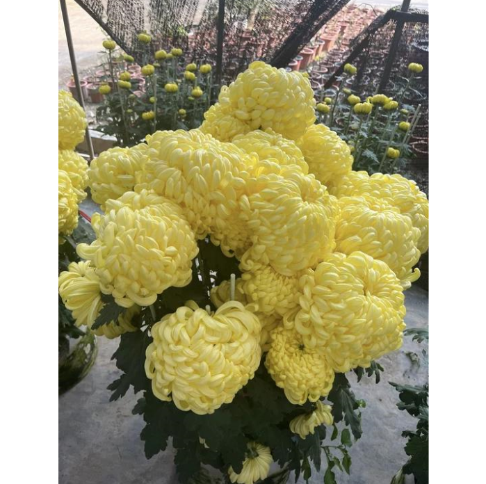 🌸 Obrovské plnokvěté chryzantémy — Vytvořte si královskou zahradu 🌸