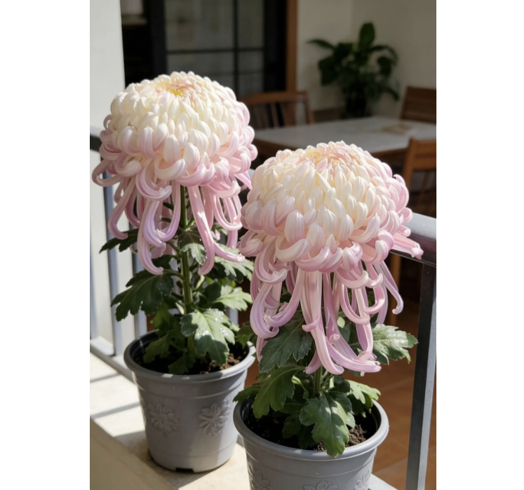 🌸 Obrovské plnokvěté chryzantémy — Vytvořte si královskou zahradu 🌸