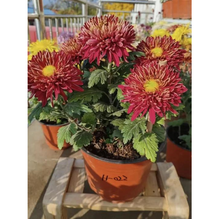 🌸 Obrovské plnokvěté chryzantémy — Vytvořte si královskou zahradu 🌸