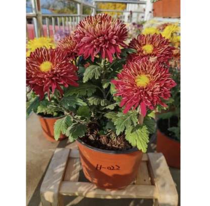 🌸 Obrovské plnokvěté chryzantémy — Vytvořte si královskou zahradu 🌸