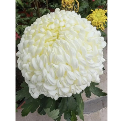 🌸 Obrovské plnokvěté chryzantémy — Vytvořte si královskou zahradu 🌸