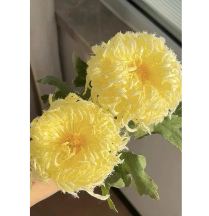 🌸 Obrovské plnokvěté chryzantémy — Vytvořte si královskou zahradu 🌸