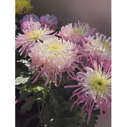 🌸 Obrovské plnokvěté chryzantémy — Vytvořte si královskou zahradu 🌸