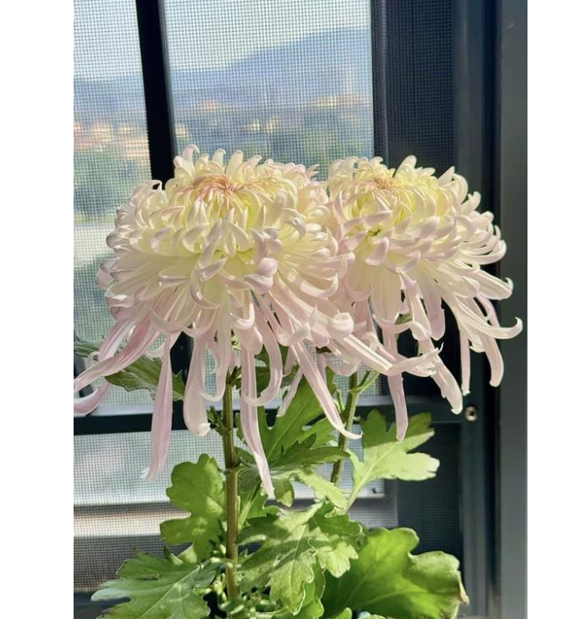 🌸 Obrovské plnokvěté chryzantémy — Vytvořte si královskou zahradu 🌸