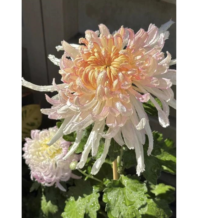 🌸 Obrovské plnokvěté chryzantémy — Vytvořte si královskou zahradu 🌸