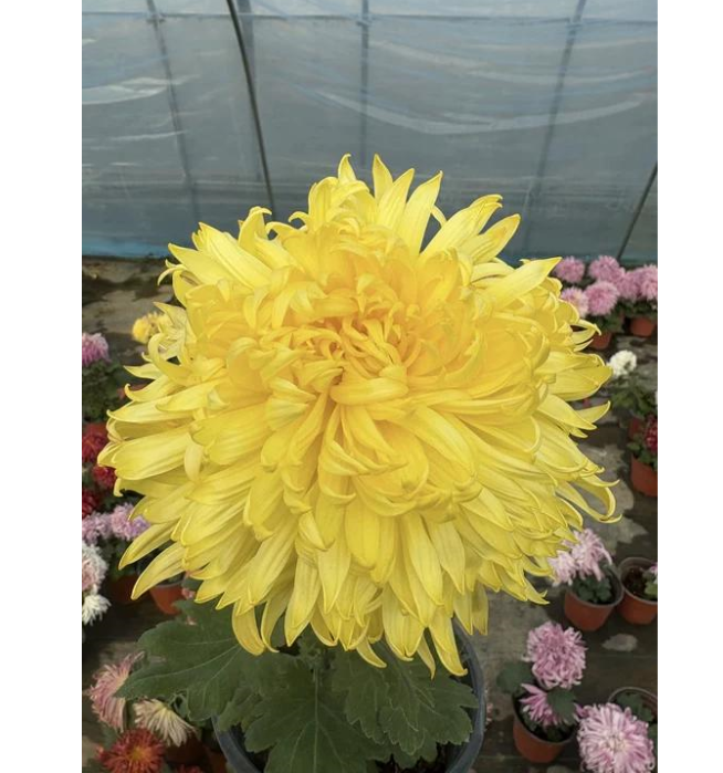 🌸 Obrovské plnokvěté chryzantémy — Vytvořte si královskou zahradu 🌸