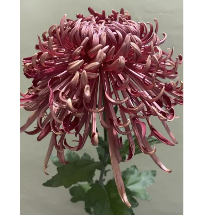 🌸 Obrovské plnokvěté chryzantémy — Vytvořte si královskou zahradu 🌸