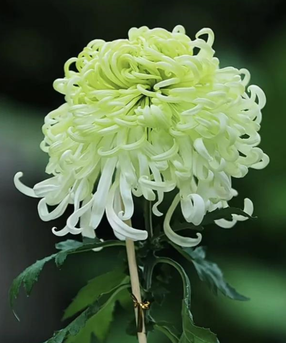 🌸 Obrovské plnokvěté chryzantémy — Vytvořte si královskou zahradu 🌸