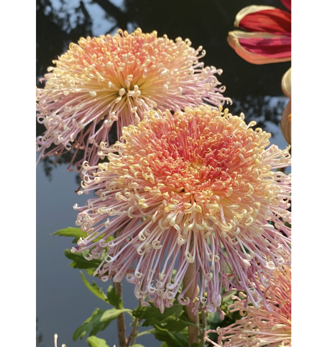 🌸 Obrovské plnokvěté chryzantémy — Vytvořte si královskou zahradu 🌸