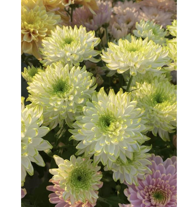 🌸 Obrovské plnokvěté chryzantémy — Vytvořte si královskou zahradu 🌸