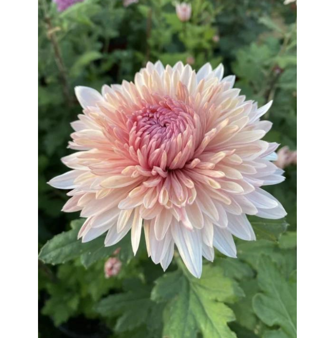 🌸 Obrovské plnokvěté chryzantémy — Vytvořte si královskou zahradu 🌸