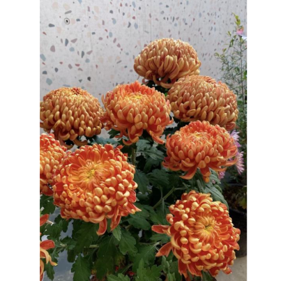 🌸 Obrovské plnokvěté chryzantémy — Vytvořte si královskou zahradu 🌸