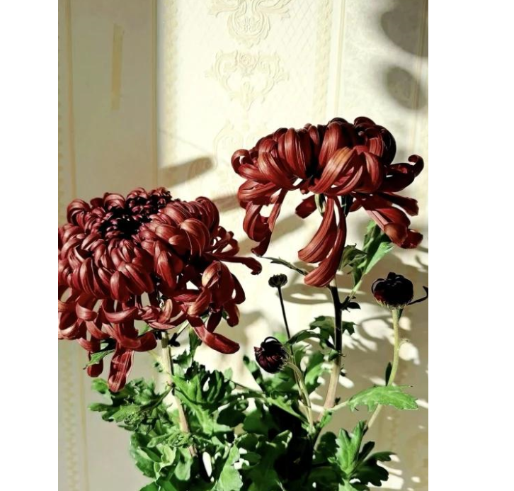 🌸 Obrovské plnokvěté chryzantémy — Vytvořte si královskou zahradu 🌸