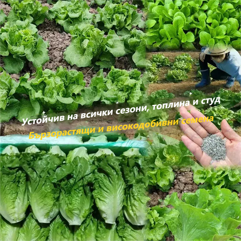 🥬 Семена от италианска маруля за всички сезони