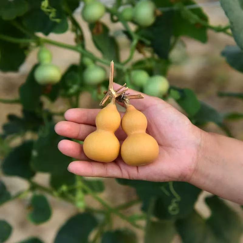 🌿 🤩Семена от мини ръчно извита кратуна „Четири сезона“