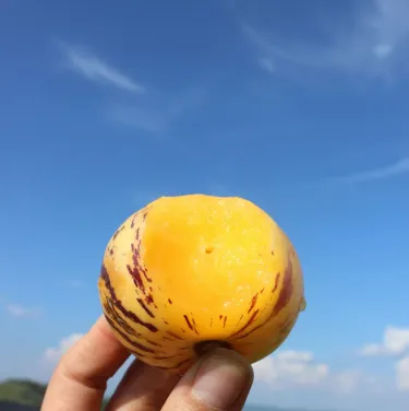 🌿✨Семена от "плод на женьшена"（Solanum muricatum）