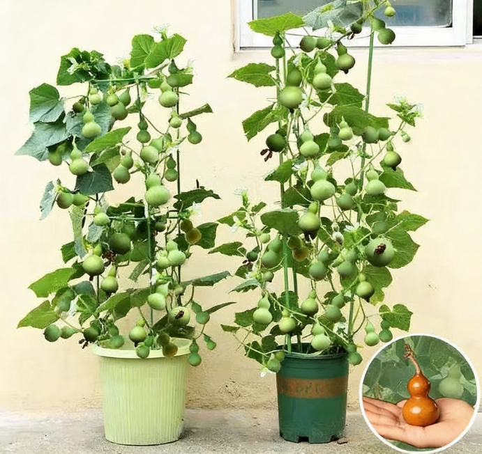 🌿 🤩Семена от мини ръчно извита кратуна „Четири сезона“