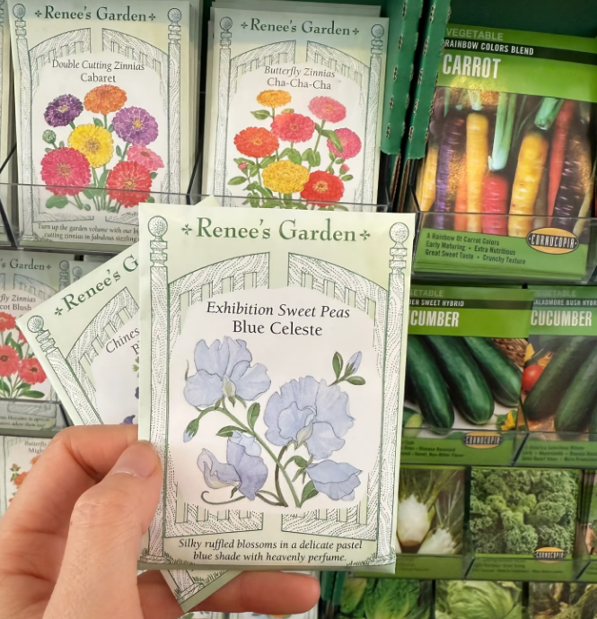 🌸Семена на облачна розова жасмина | Нов сорт с млечно-бели цветове за катерещи се растения