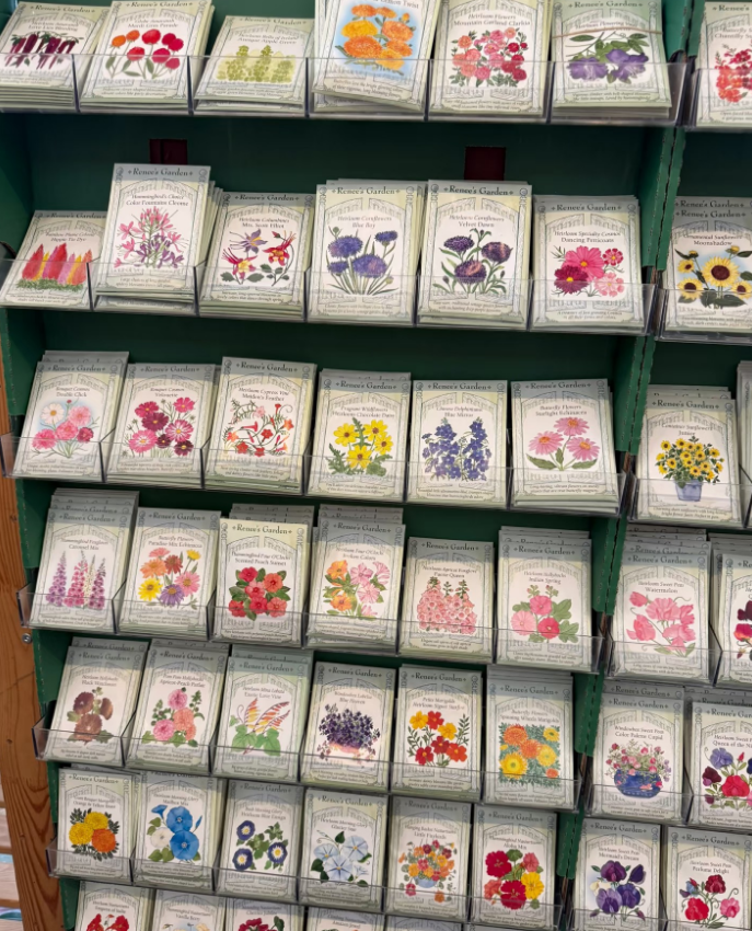 🌸Семена на облачна розова жасмина | Нов сорт с млечно-бели цветове за катерещи се растения