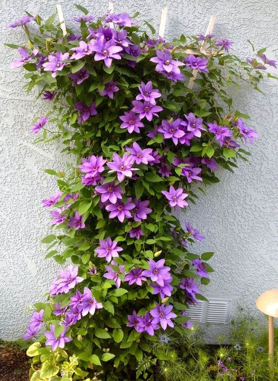 🌷Клематис – целогодишното цъфтящо чудо на градината