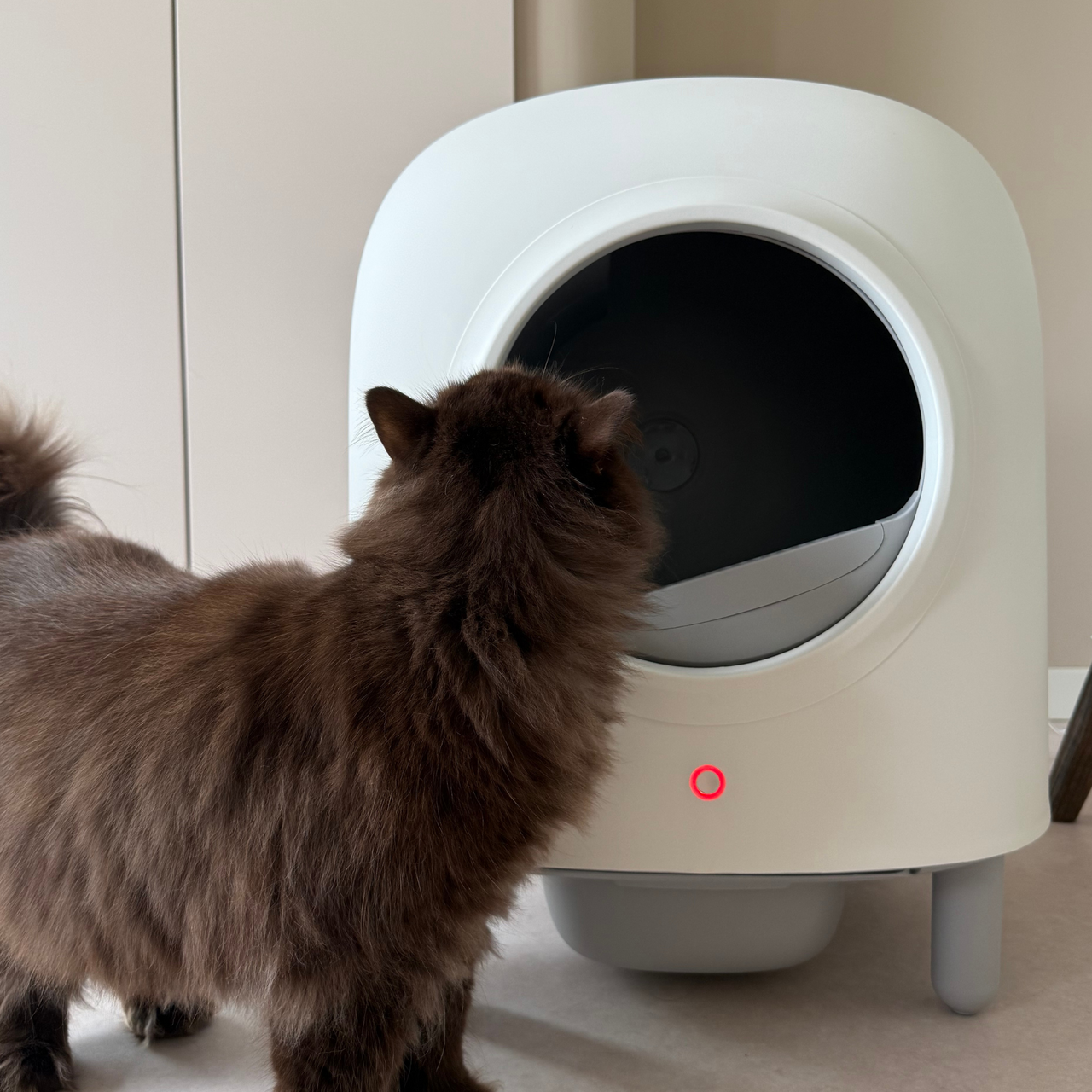 Self-Cleaning Litter Box