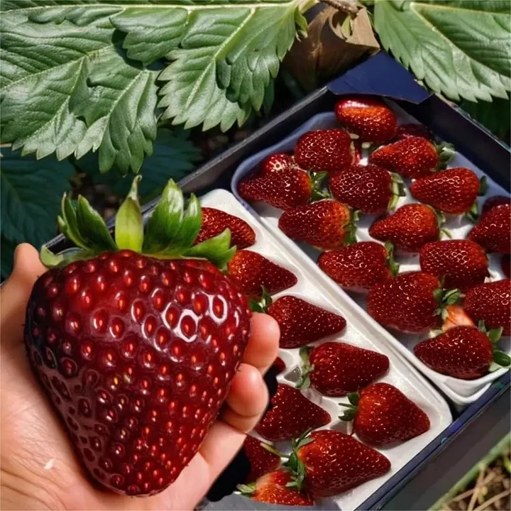 🍓 Семена от ягоди Peach-Smoked