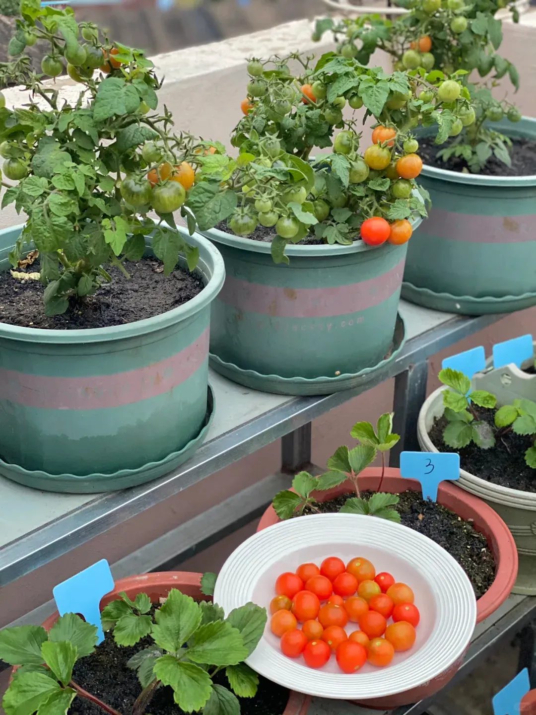 🍅🍅 Мини домати за саксия – идеални за балкон и тераса!