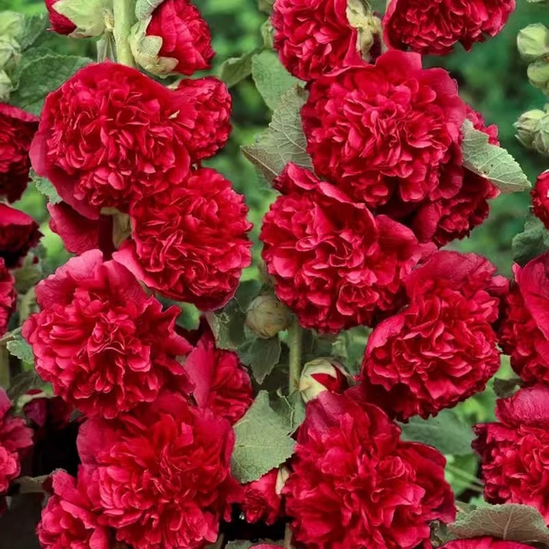 🏆 Продадени над 50 000 броя! 🌺 Семена от слез – есенна и зимна засадка, постоянно цъфтене и зашеметяваща градинска елегантност 🍂