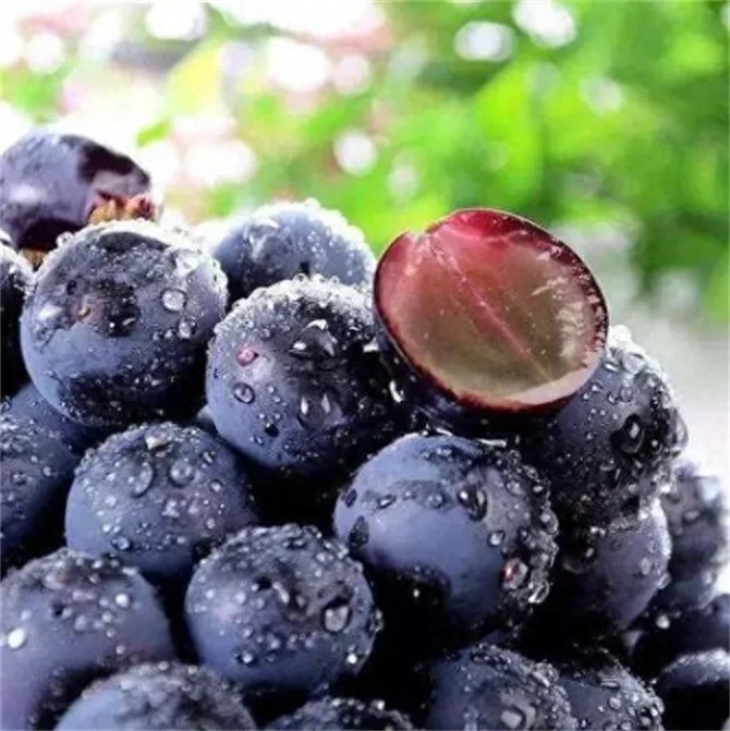 🍇🔥 Семена грозде Midknight Beauty – огромно безсеменно грозде с аромат на роза и изключително висок добив! 🌹✨